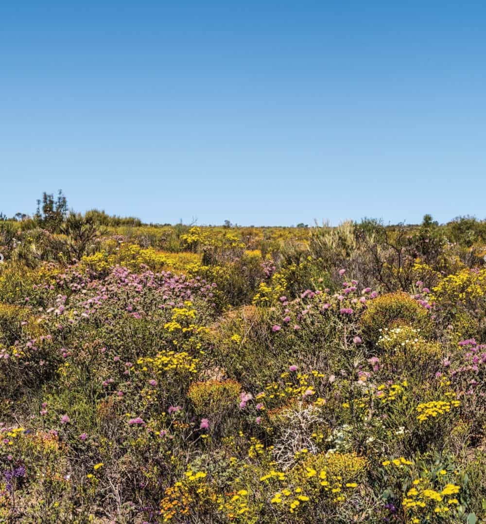 Australian Geographic Travel Guide : South West Australia - Image 3